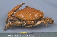 燦爛滑面蟹藏品圖，第4張
